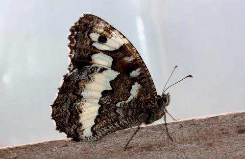 Réf. 240 514 : Brintesia circe